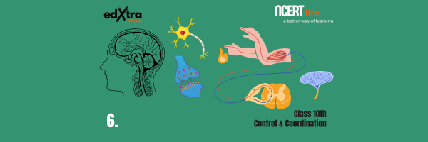 Control & Coordination